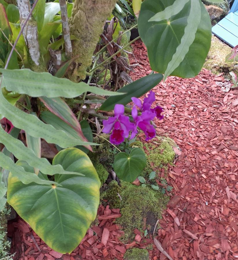 Paradise Cottage At Anthurium Hale Hilo Exterior photo